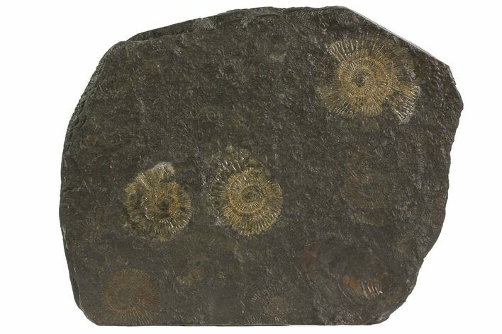 Dactylioceras Ammonite Cluster - Posidonia Shale, Germany #79306